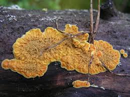 Attēlu rezultāti vaicājumam “Pseudomerulius aureus”