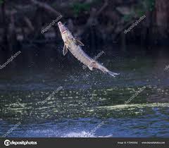 Image result for Acipenser desotoi