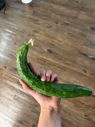 Image result for Gurke