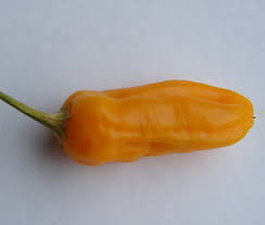 Afbeeldingsresultaat voor aji habanero hot pepper