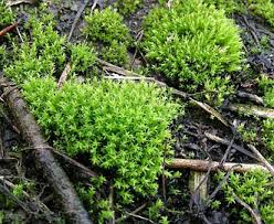 Attēlu rezultāti vaicājumam “Didymodon rigidulus sporophyte”