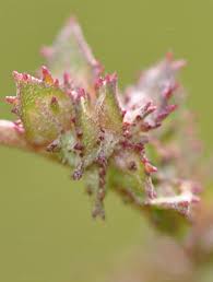 Attēlu rezultāti vaicājumam “Atriplex calotheca leaf”