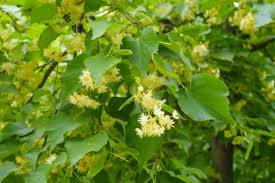 Attēlu rezultāti vaicājumam “Tilia cordata flower”