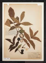 Attēlu rezultāti vaicājumam “Carya cordiformis”