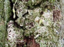 Attēlu rezultāti vaicājumam “Thelopsis rubella”