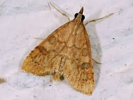 Attēlu rezultāti vaicājumam “Udea fulvalis”