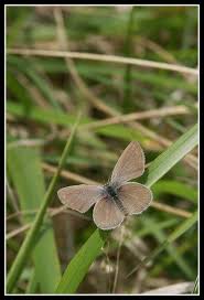 Attēlu rezultāti vaicājumam “Cupido minimus”