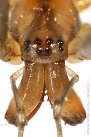 Attēlu rezultāti vaicājumam “Tetragnatha montana”