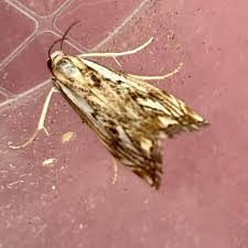 Attēlu rezultāti vaicājumam “Catoptria fulgidella”