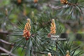 Attēlu rezultāti vaicājumam “Pinus sylvestris male flower”