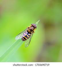 Attēlu rezultāti vaicājumam “Syrphus torvus”