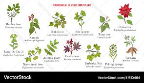 Attēlu rezultāti vaicājumam “Euphorbiaceae”