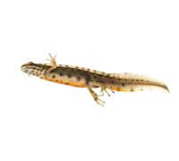 Attēlu rezultāti vaicājumam “Ilybius sp.”