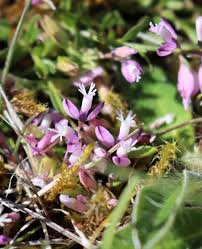 Attēlu rezultāti vaicājumam “Glaux maritima flower”