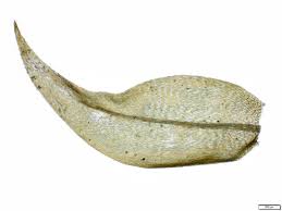 Attēlu rezultāti vaicājumam “Warnstorfia fluitans”