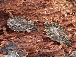 Attēlu rezultāti vaicājumam “Aradus betulae”