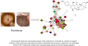 Attēlu rezultāti vaicājumam “Craterium sp.”