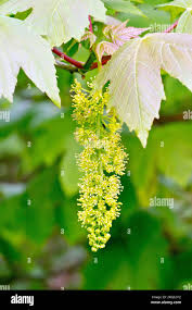 Attēlu rezultāti vaicājumam “Acer pseudoplatanus flower”