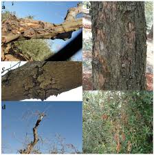 Attēlu rezultāti vaicājumam “Biscogniauxia marginata”