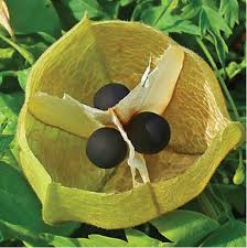 Attēlu rezultāti vaicājumam “Carex viridula fruit”