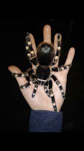 Znalezione obrazy dla zapytania geniculata