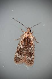 Attēlu rezultāti vaicājumam “Agonopterix hypericella”
