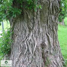 Attēlu rezultāti vaicājumam “Populus x berolinensis”