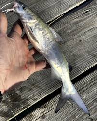 Image result for Ariopsis felis