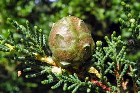 Attēlu rezultāti vaicājumam “Cribraria macrocarpa stalked”