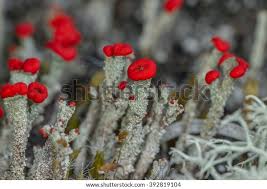 Attēlu rezultāti vaicājumam “Cladonia floerkeana”