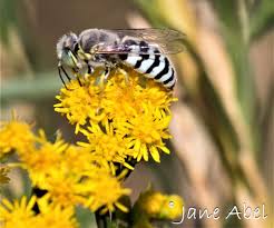 Attēlu rezultāti vaicājumam “Crabronidae”