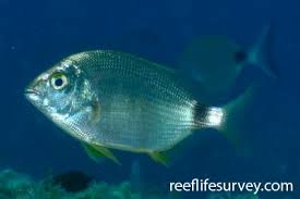 Image result for Spondyliosoma cantharus