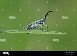 Attēlu rezultāti vaicājumam “Adscita statices”