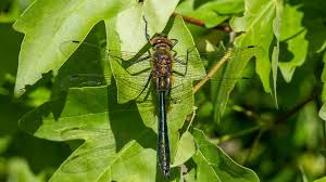 Attēlu rezultāti vaicājumam “Cordulidae”