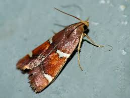 Attēlu rezultāti vaicājumam “Pyralis regalis”