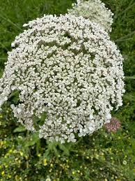 Attēlu rezultāti vaicājumam “Daucus sativus flower”