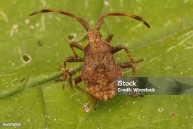 Attēlu rezultāti vaicājumam “Coreus marginatus nymph”