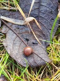 Attēlu rezultāti vaicājumam “Euura brevicornis”