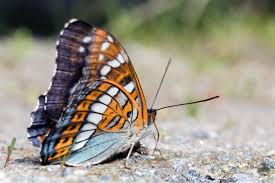 Attēlu rezultāti vaicājumam “Limenitis populi”