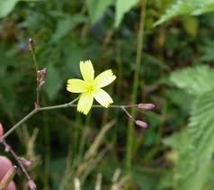 Attēlu rezultāti vaicājumam “Mycelis muralis bud”