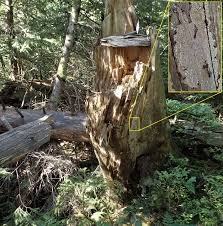 Attēlu rezultāti vaicājumam “Cystostereum murrayi”