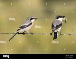 Attēlu rezultāti vaicājumam “Lanius excubitor adult”