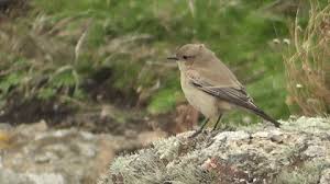 Attēlu rezultāti vaicājumam “Oenanthe oenanthe juvenile”