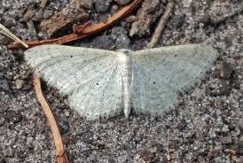 Attēlu rezultāti vaicājumam “Idaea sylvestraria”