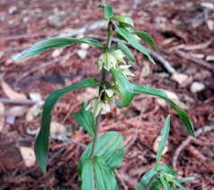 Attēlu rezultāti vaicājumam “Epipactis helleborine”
