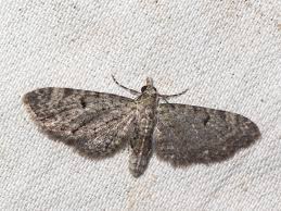 Attēlu rezultāti vaicājumam “Eupithecia tenuiata”