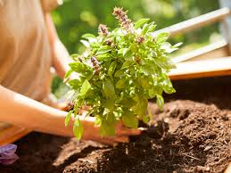 Image result for Basilikum