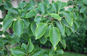 Attēlu rezultāti vaicājumam “Syringa reticulata subsp. amurensis leaf”