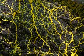 Attēlu rezultāti vaicājumam “Physarum bivalve young”