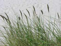 Attēlu rezultāti vaicājumam “Calamagrostis epigeios”